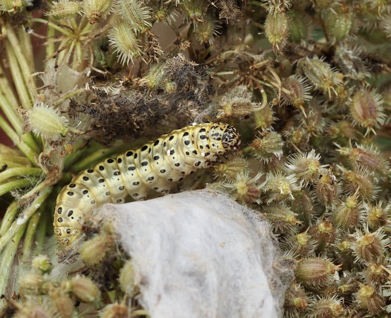 Morotsmal (Sitochroa palealis)