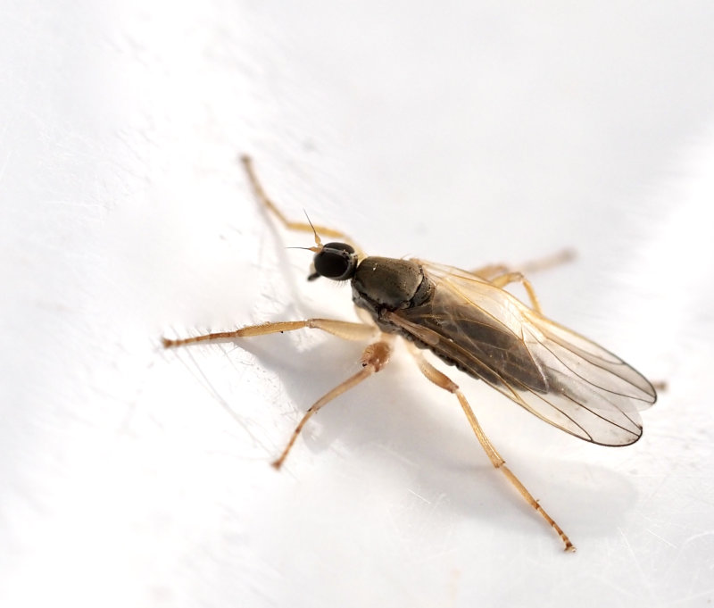 Hybotidae, Puckeldansflugor, Platypalpus curtsans. Jpeg