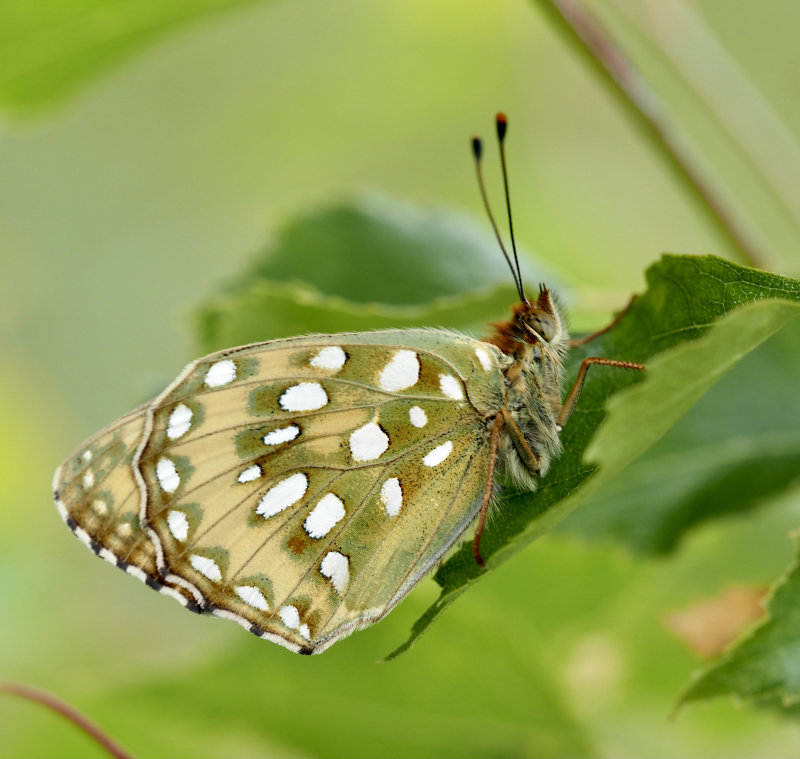 Dark green fritillary, ngsprlemorfjril   (Argynnis aglaja).jpg