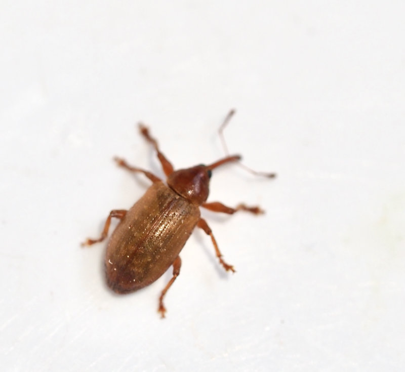 Dorytomus tortrix, Kal hängevivel