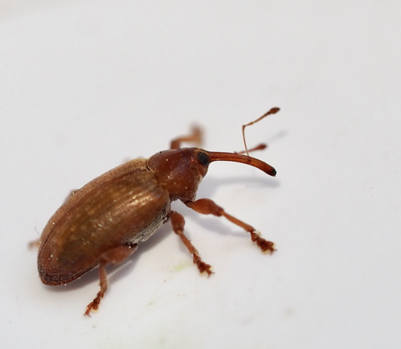 Dorytomus tortrix, Kal hängevivel