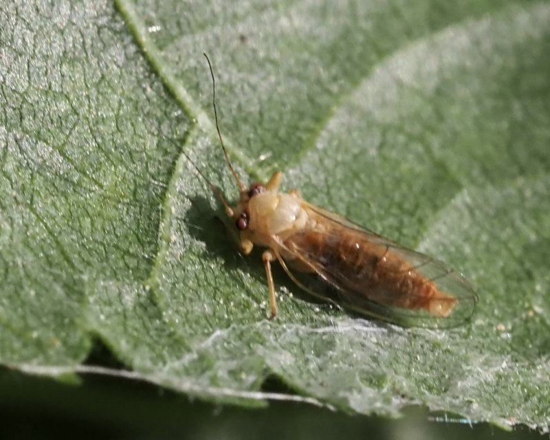 Unidentified - On Tilia