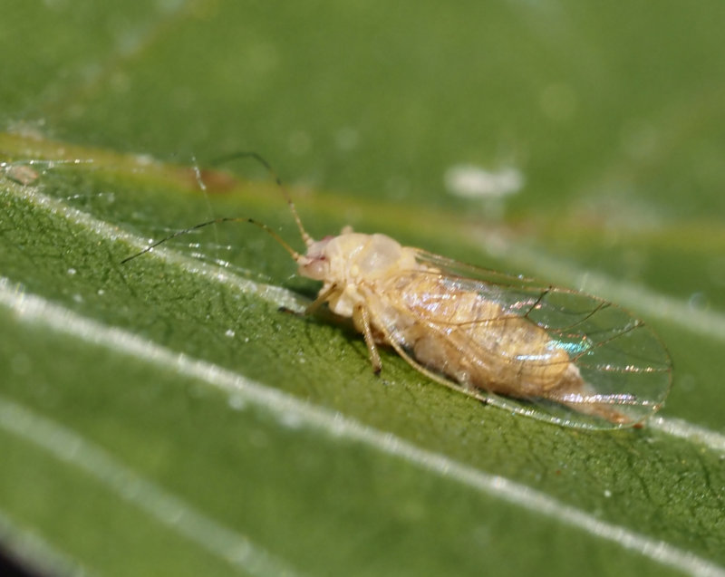 Unidentified - On Tilia