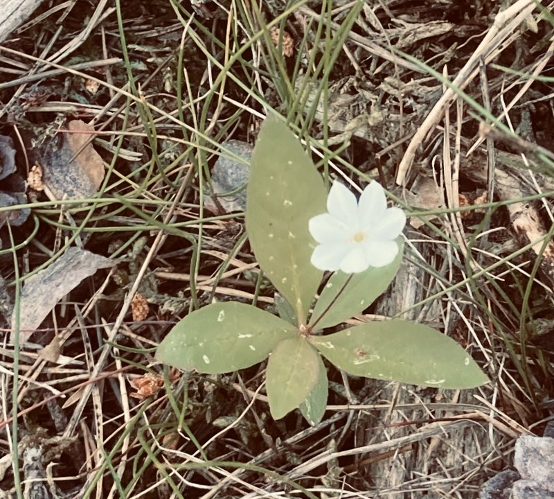 Skogsstjrna, Lysimachia europea