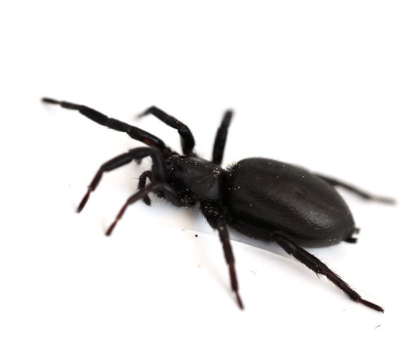 Sotsvartspindel, Zelortes subterraneus