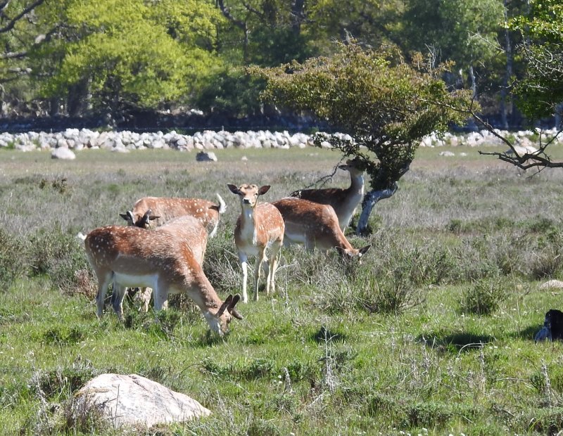 Dovhjort (Dama dama).Fallow Deer buck,jpg