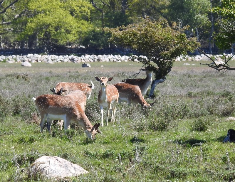  Dovhjort  (Dama dama).Fallow Deer buck,jpg