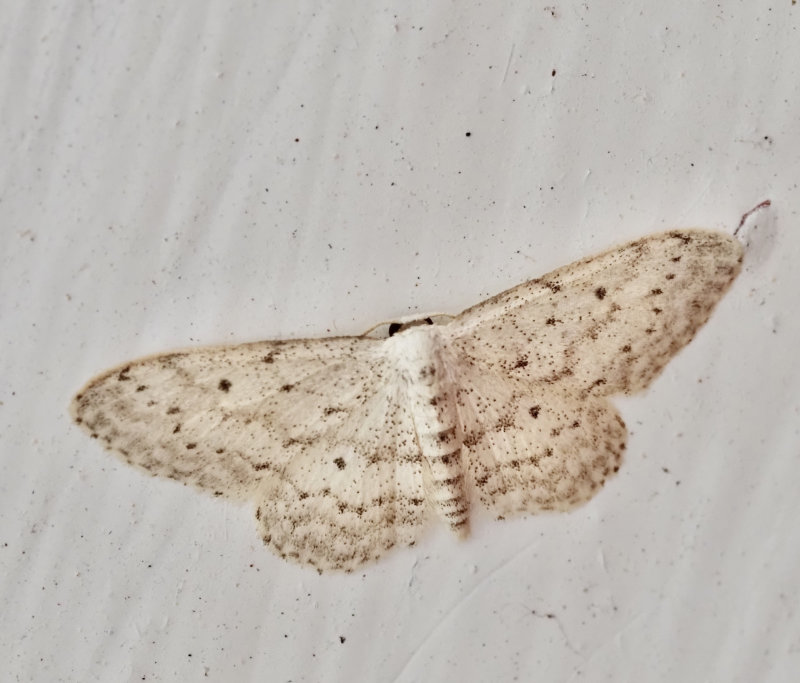 Rislvmtare (Idaea seriata).jpg