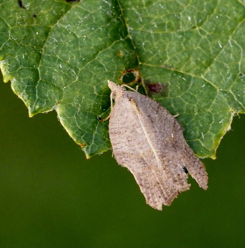 Jolsterhstvecklare, Acleris effractana
