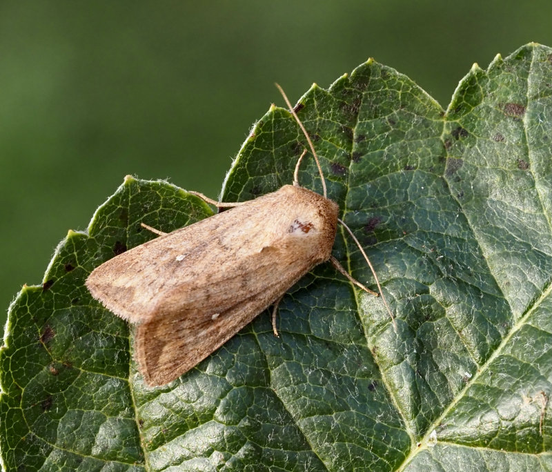 Mythimna ferrago, Tegelrtt grsfly