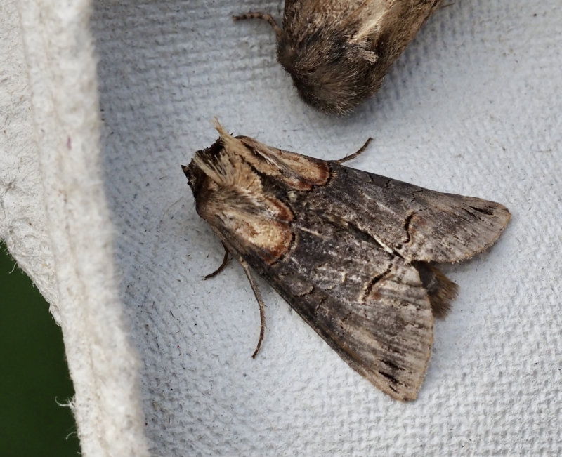 Abrostola triplasia, Brungult nsselfly