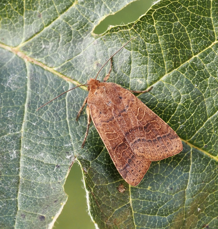 Glansbackfly (Agrochola nitida).jpg