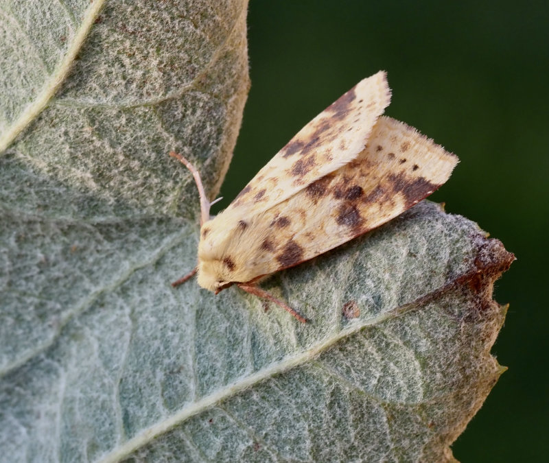 Blekgult gulvingfly (Xanthia icteritia) The Sallow.jpg