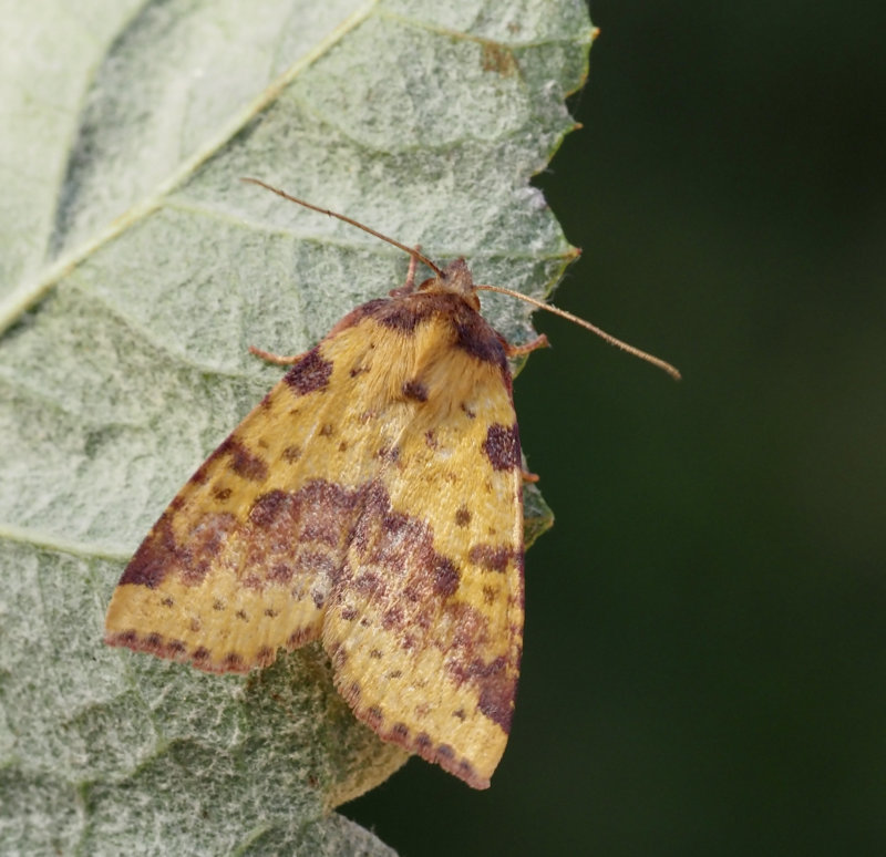 Violettbandat gulvingsfly (Xanthia togata).jpg