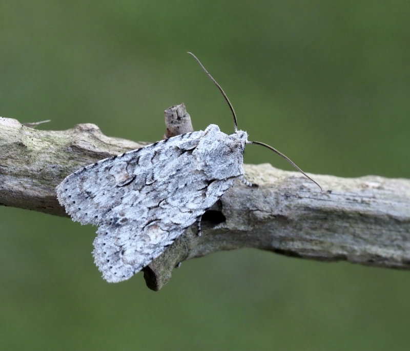 Ljusgrått träfly (Lithophane ornitopus).jpg