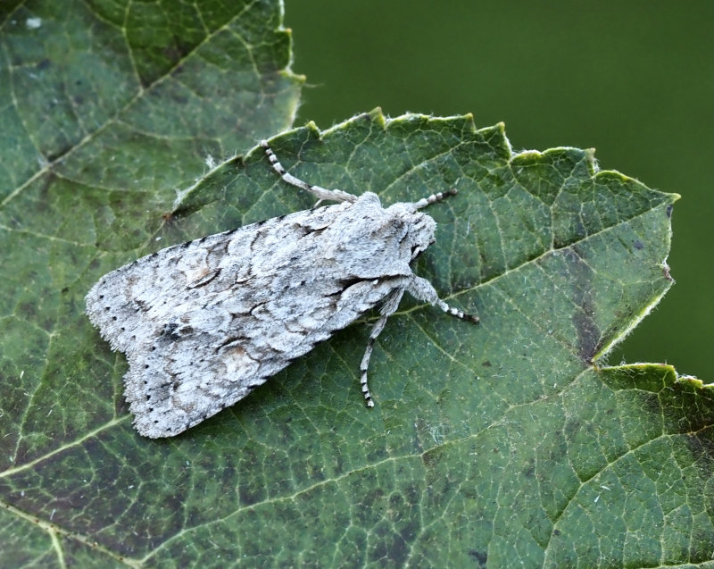 Ljusgrått träfly (Lithophane ornitopus).jpg