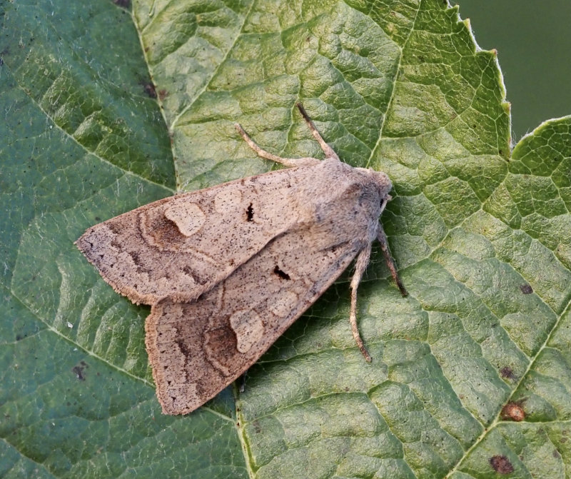 Grått höstfly (Amnoconia caecimacula).jpg