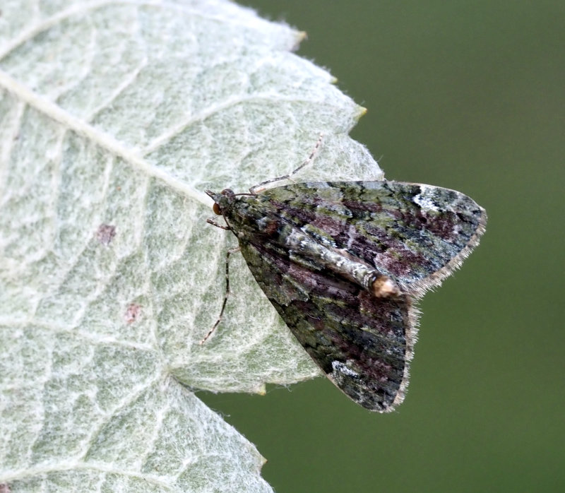 Chloroclysta siterata, Brungrn fltmtare