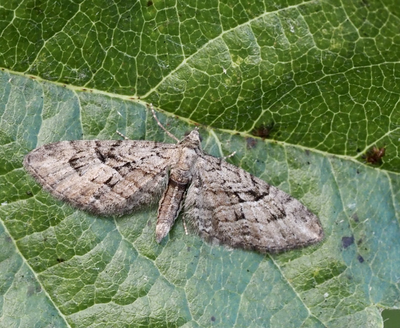 Strre ekmalmtare (Eupithecia abbreviata).jpg