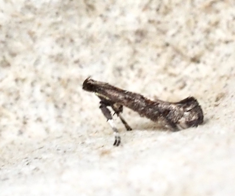 Flckstyltmal, Caloptilia suberinella