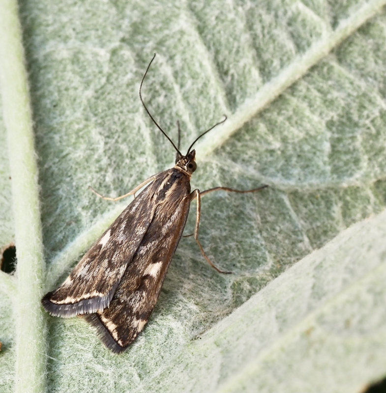 Betmott, (Loxostege sticticalis).jpg