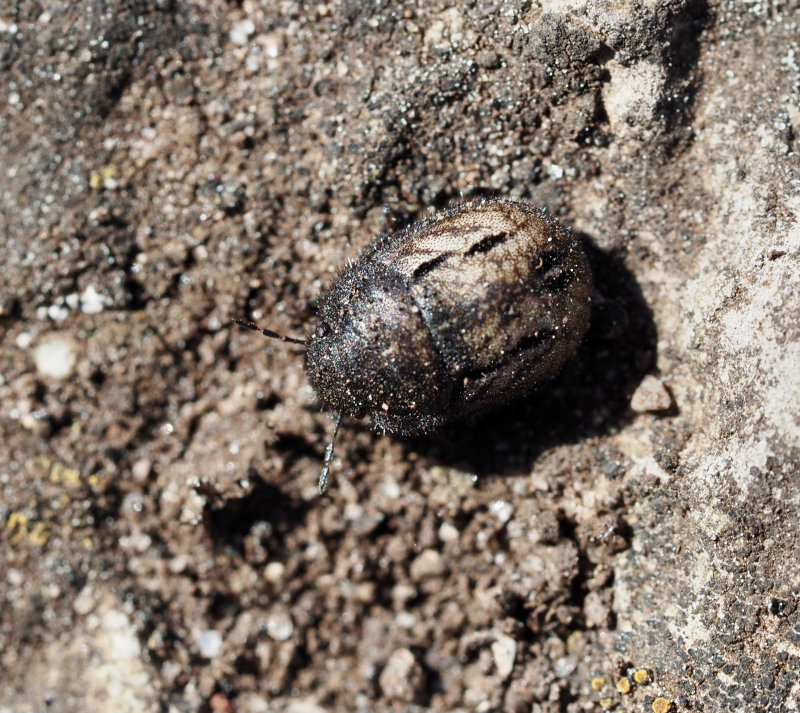 Mörkhårig sköldskinnbagge, Odontoscelis fuliginosa