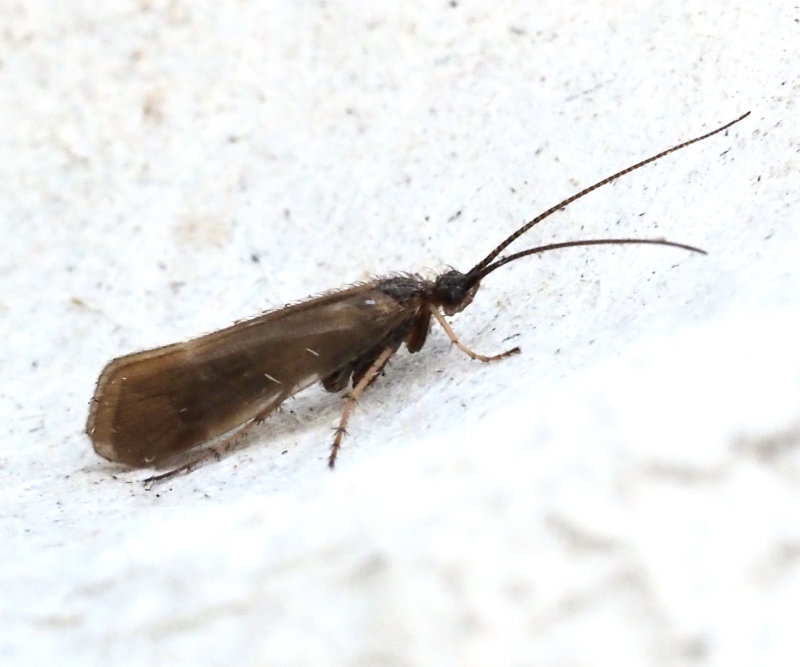 Limnephilus sparsus