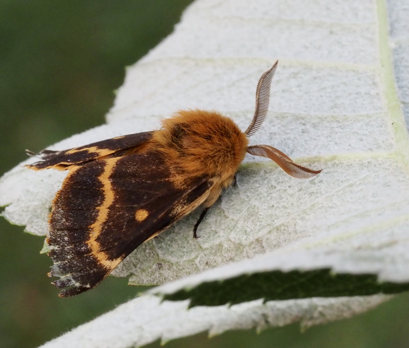 Mjlkrtsspinnare, Lemonia dumi (Brahmaeidae)