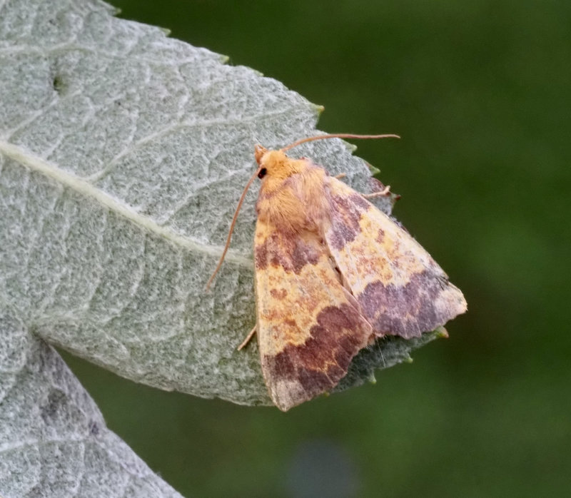 Mrkbandat gulvingsfly (Tiliacea aurago).jpg