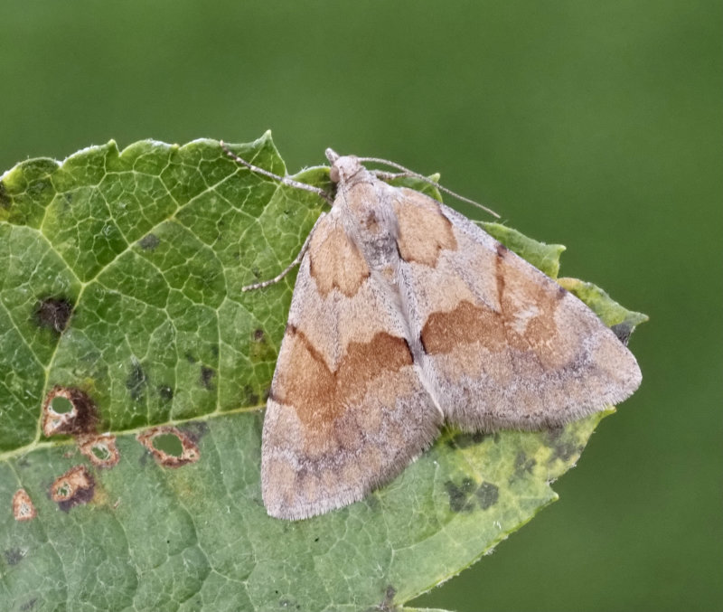 Brunbandad fltmtare, Pennithera firmata.jpg