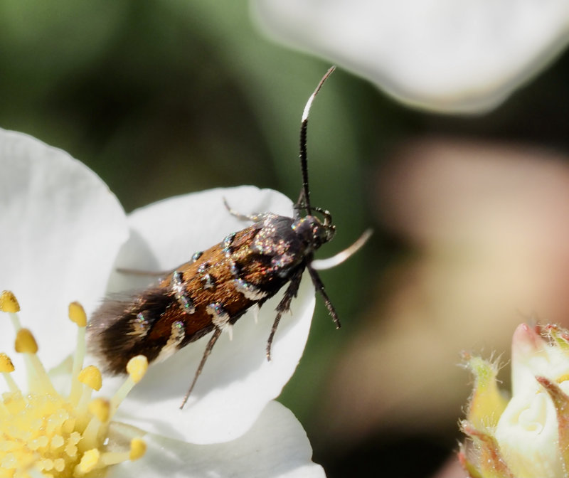 Brokmalar, Cosmopterigidae