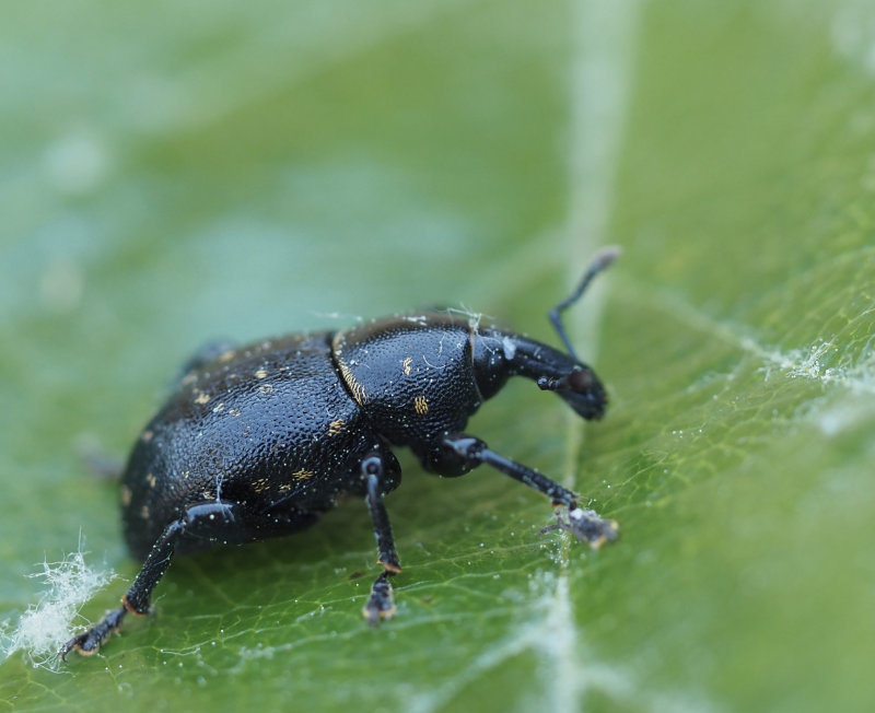 Liparus_coronatus.jpg