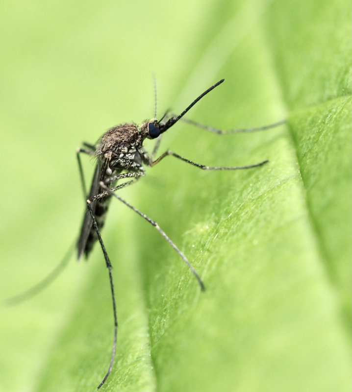 Vrsvmmygga, Aedes sticticus