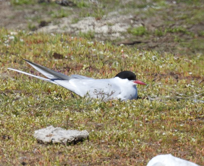 Arctic Tern, Silvertärna  (Sterna paradisaea).jpg