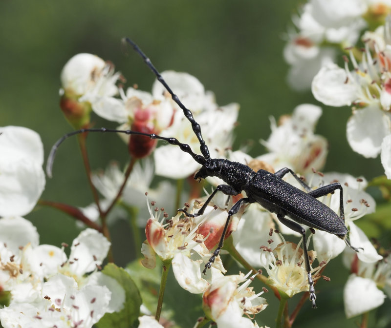 Capricorn Beetle, Mindre ekbock (Cerambyx scopoli).jpg