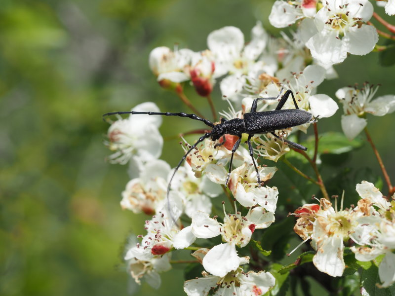 Capricorn Beetle, Mindre ekbock (Cerambyx scopoli).jpg