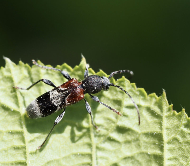 Prynadsbock (Anaglyptus mysticus).jpg