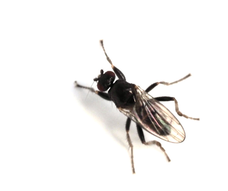 Spaeroceridae, Lotophila atra