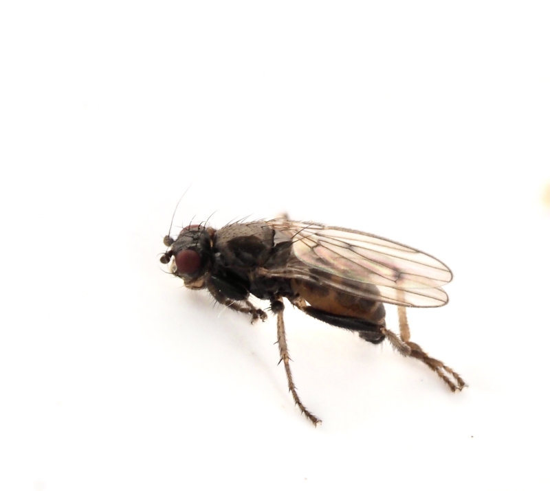 Spaeroceridae, Lotophila atra