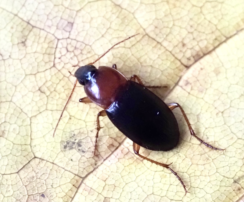 Rdhalsad marklpare (Calathus melanocephalus).jpg