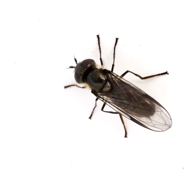 Marsflickblomfluga, Melangyna quadrimaculata