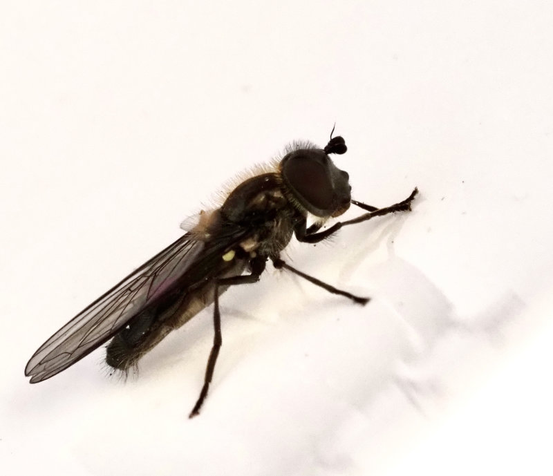 Marsflickblomfluga, Melangyna quadrimaculata