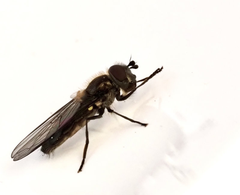 Marsflickblomfluga, Melangyna quadrimaculata