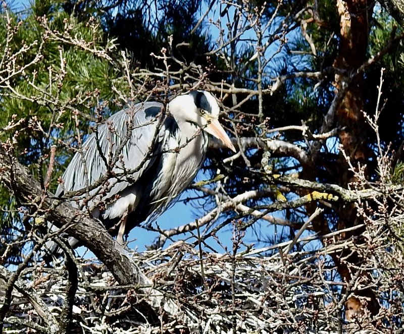 Grey Heron at its nest in Kalmar. jpeg