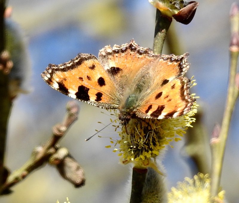 N. Polychloros, Grdby land.jpeg