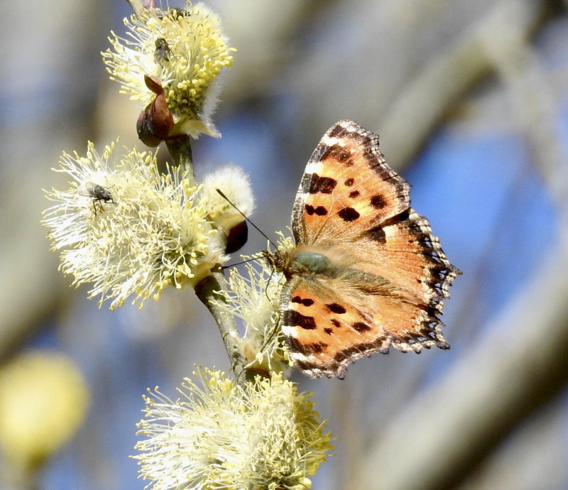N. Polychloros, Grdby. jpeg
