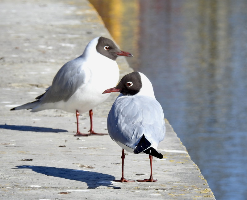 Black-headed Gull, Skrattms   (Chroicocephalus ridibundus)..jpg