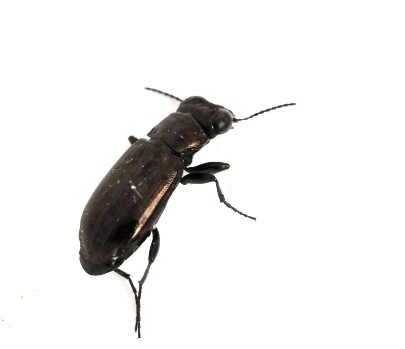 Notiophilus aquaticus, Hedgonlpare