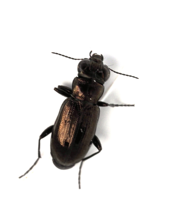 Notiophilus aquaticus, Hedgonlpare