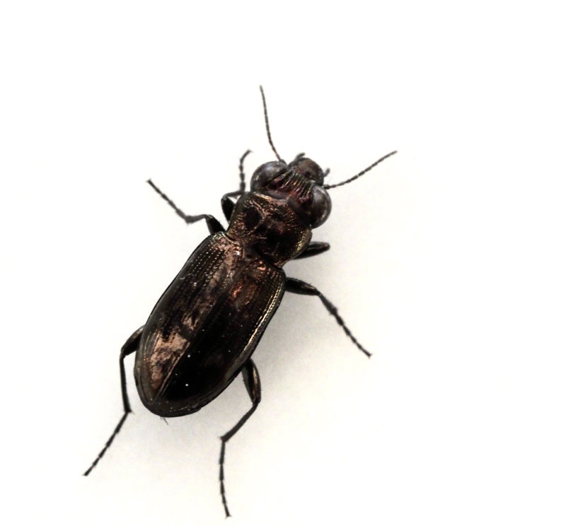 Notiophilus aquaticus, Hedgonlpare